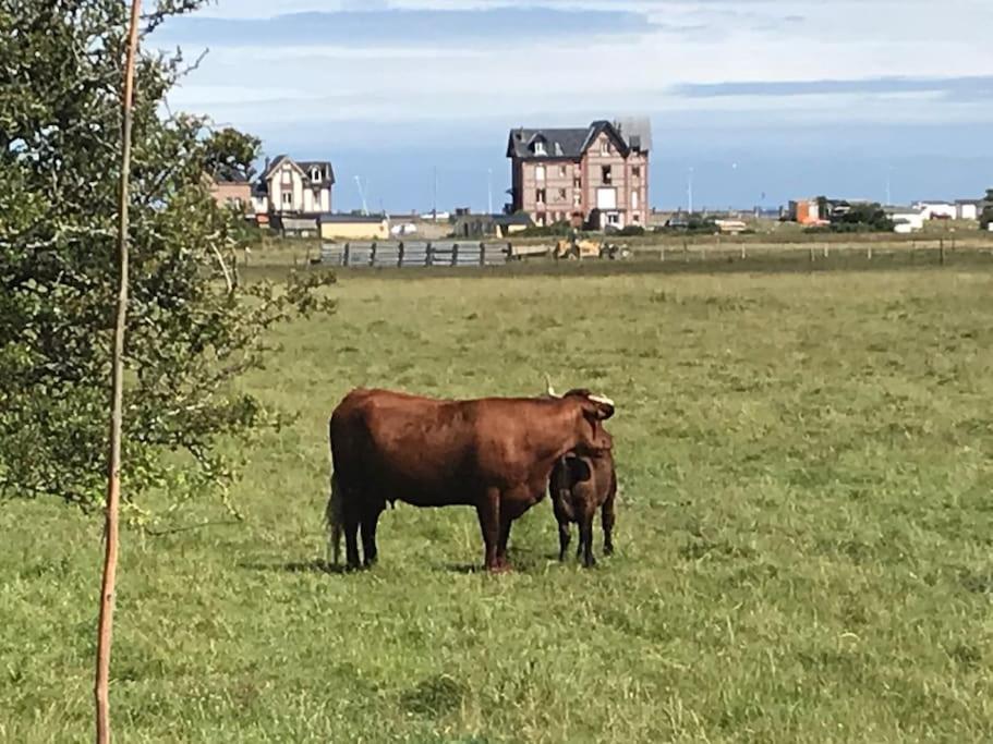 Les Tamaris, Villa Face A La Mer, Emplacement Privilegie Veulettes-sur-Mer Exterior photo